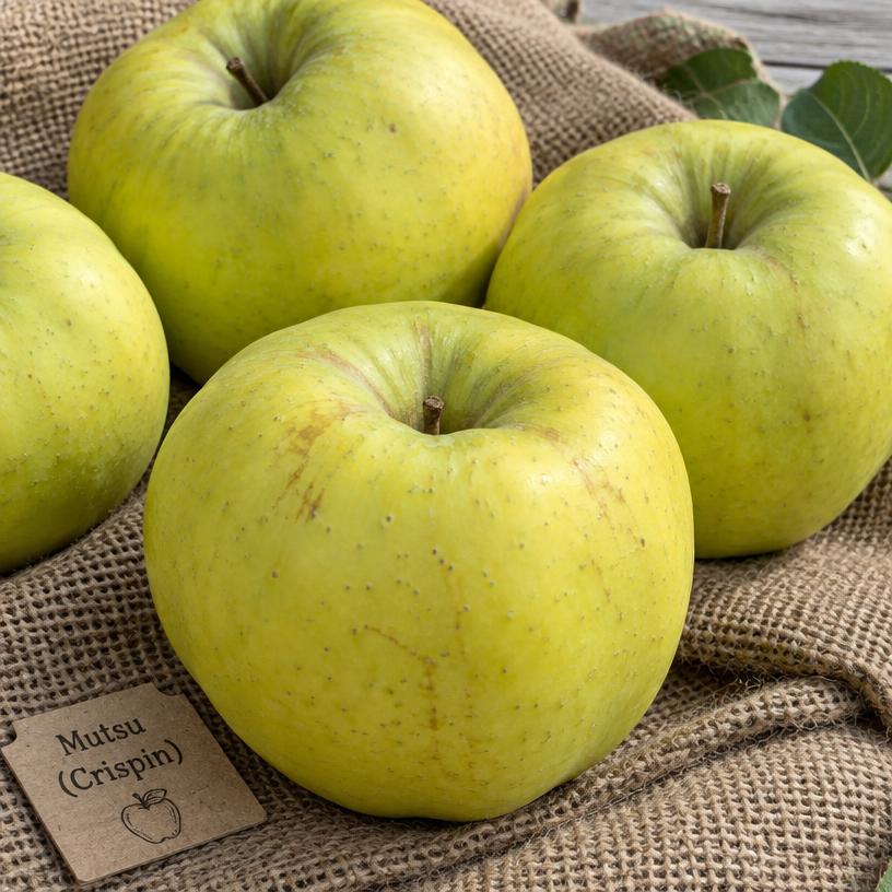 Mutsu apples